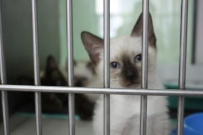 Сиамский котенок