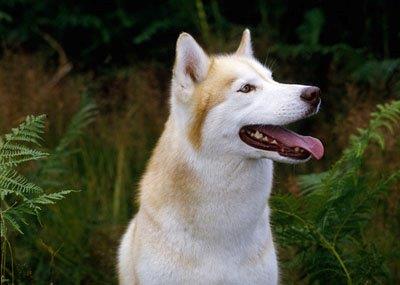 хаски