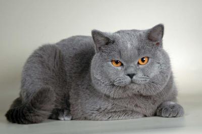 Британская кошка