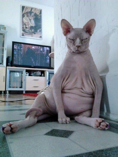 Кошка