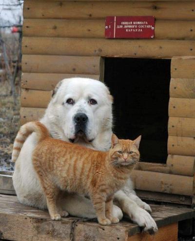 Пёс и кот