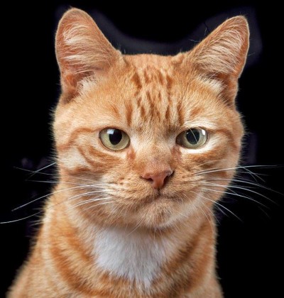 Кошка