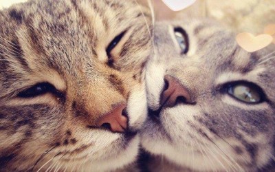 Кошки