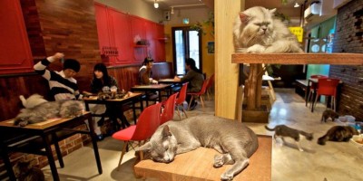 Кафе с котами