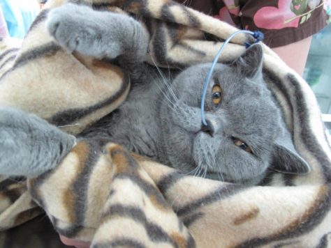Кот с зондом