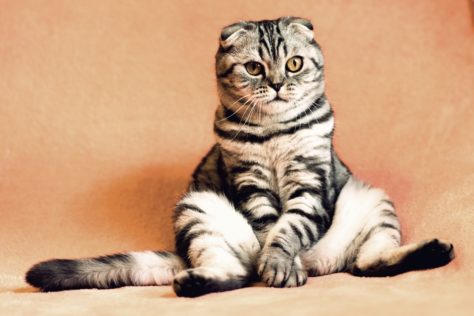 Кот сидит