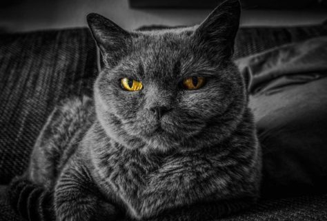 Кошка