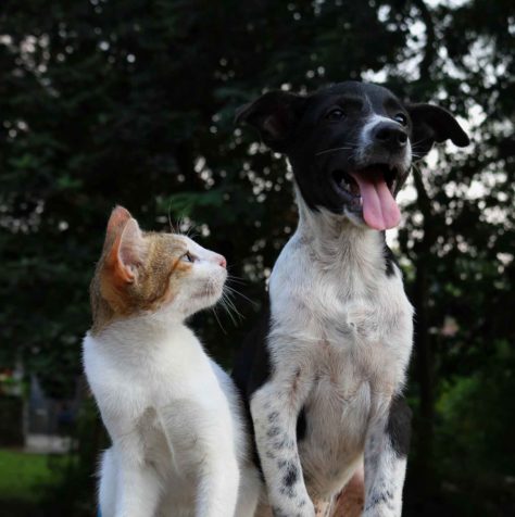 Пёс и кот