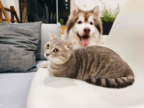 Кошка и собака