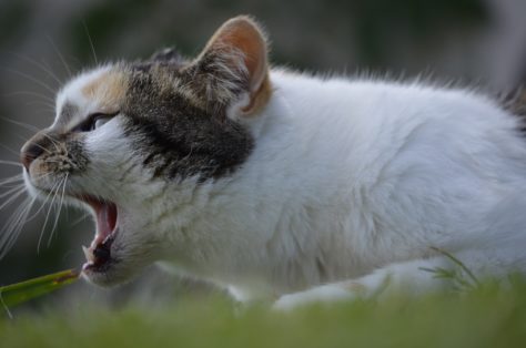 Кошку тошнит