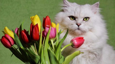 Кот с цветами