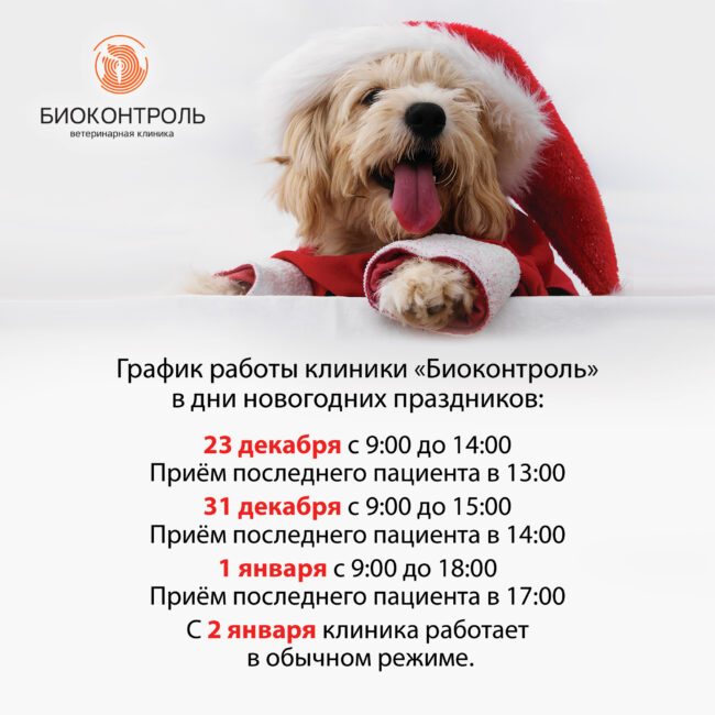2000х2000px_bio_newYear_time