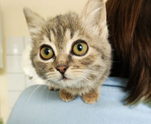 Котейка