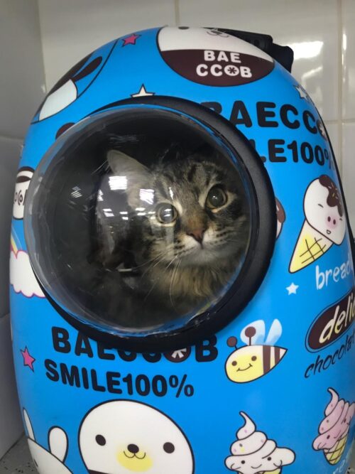 Кошка в переноске